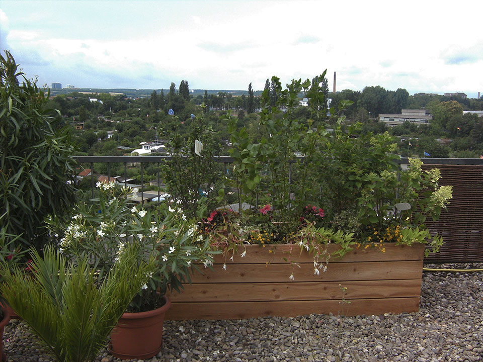 Balkonpflanzen und Büropflanzen