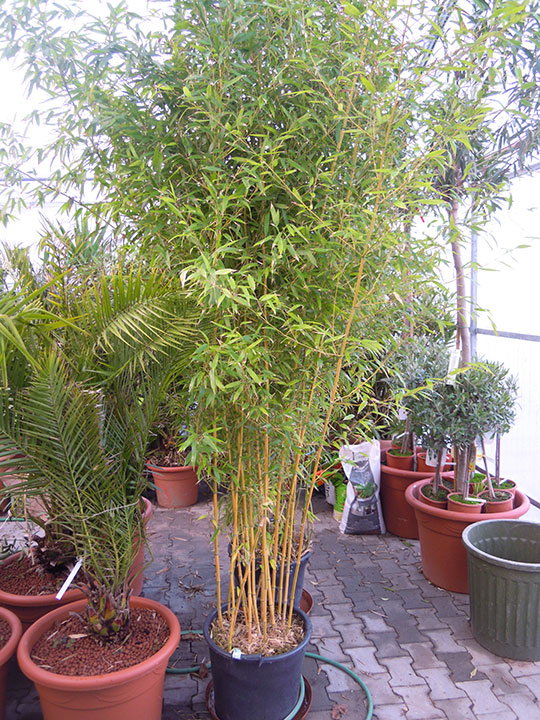 Pflanzenverleih und Pflanzen mieten - Bambus-groß-4-Meter