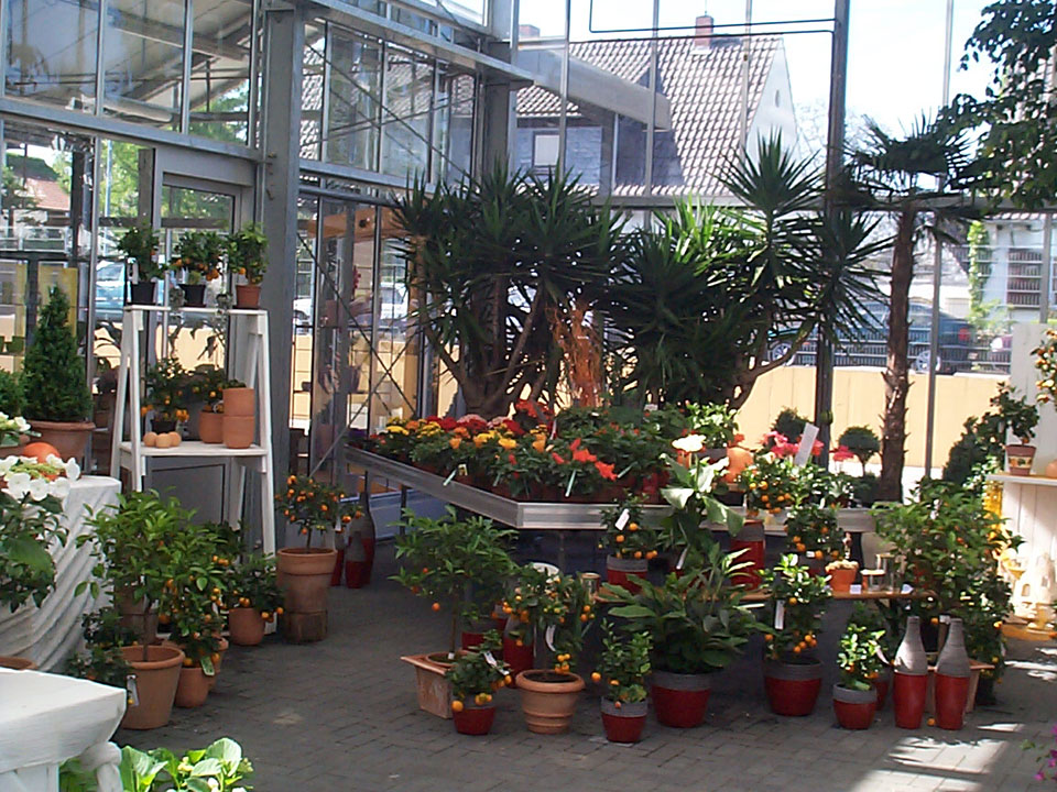 Rundgang durch das Blumenhaus Smedla - Gärtnerei und Blumenladen in Mainz