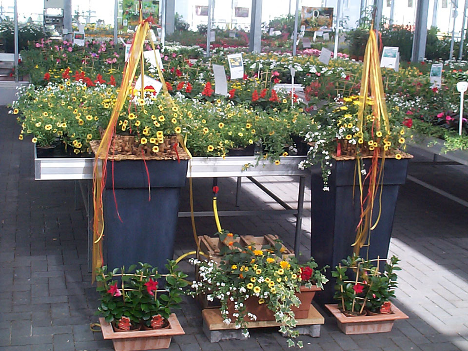 Rundgang durch das Blumenhaus Smedla - Gärtnerei und Blumenladen in Mainz