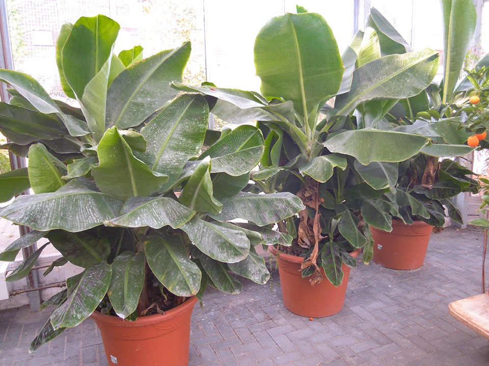 Pflanzenverleih und Pflanzen mieten - Banane