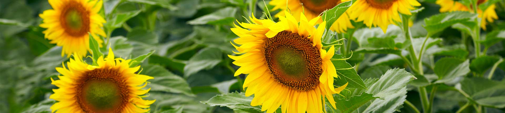 sonnenblumen1
