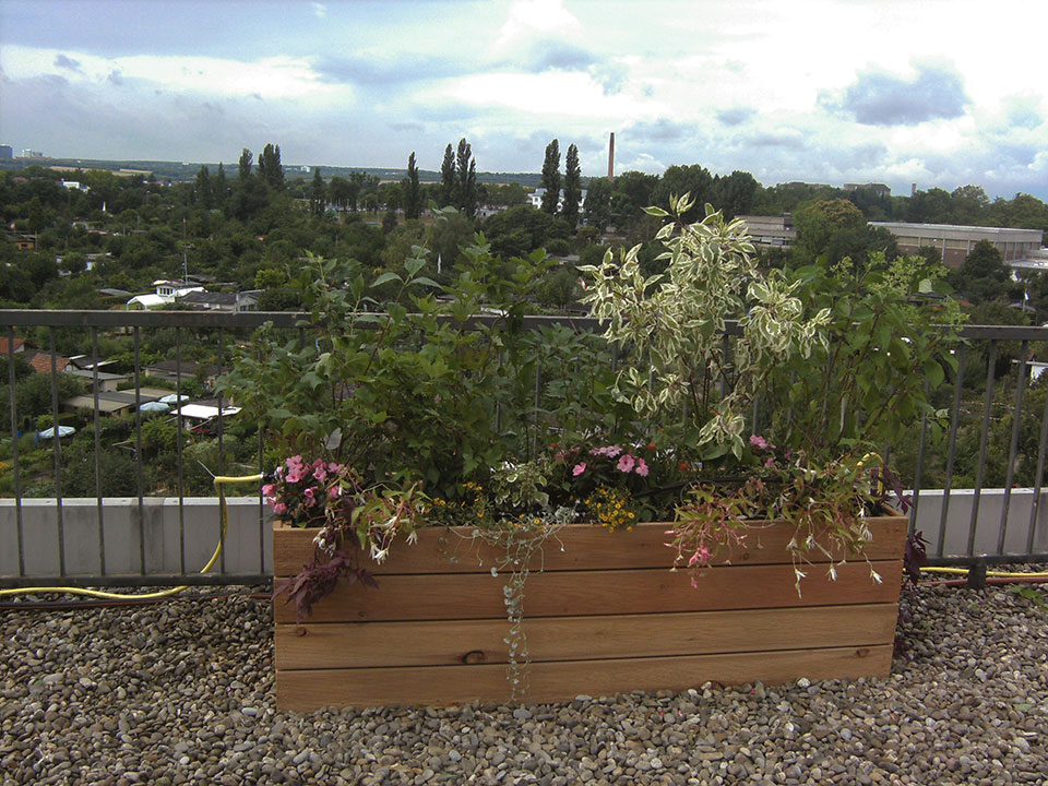 Balkonpflanzen und Büropflanzen