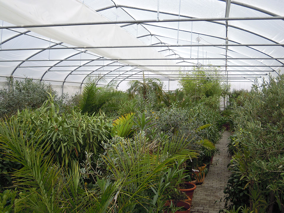 Kübelpflanzen, Pflanzen und Blumen überwintern