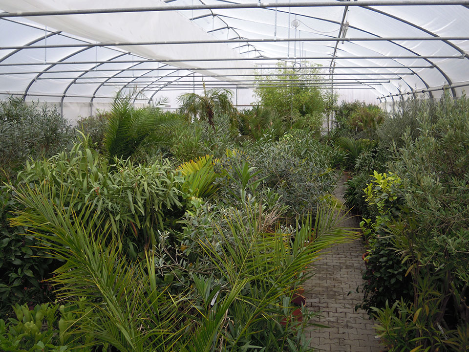 Kübelpflanzen, Pflanzen und Blumen überwintern