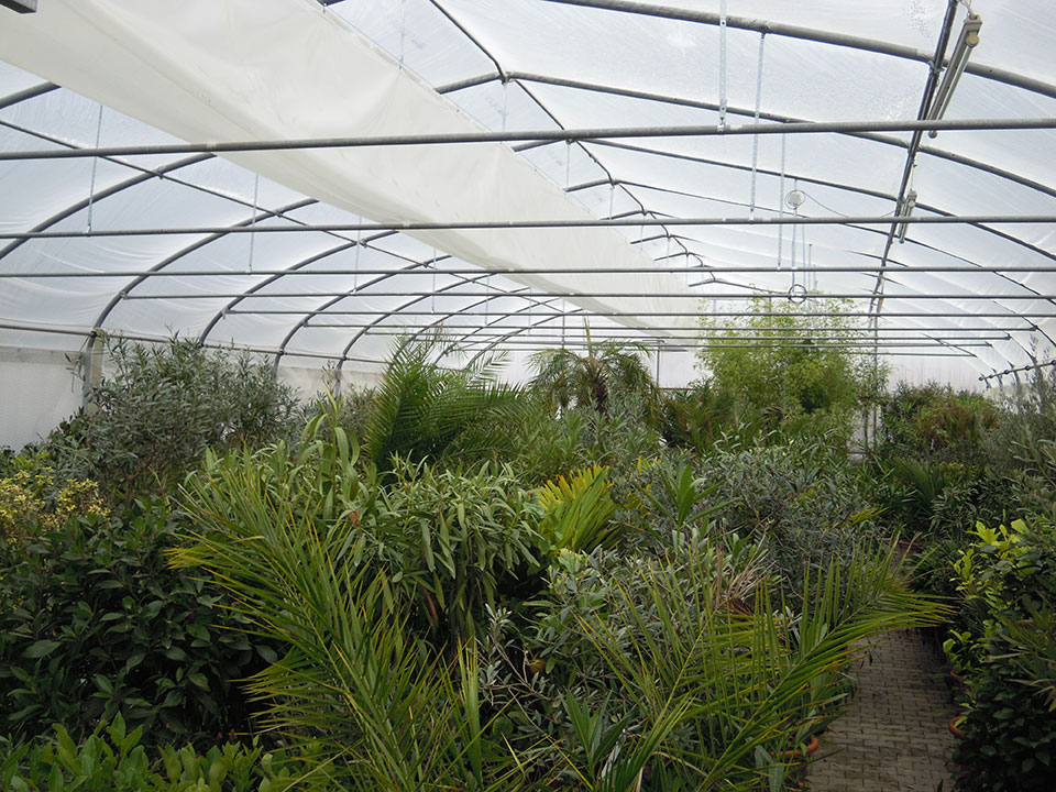 Kübelpflanzen, Pflanzen und Blumen überwintern