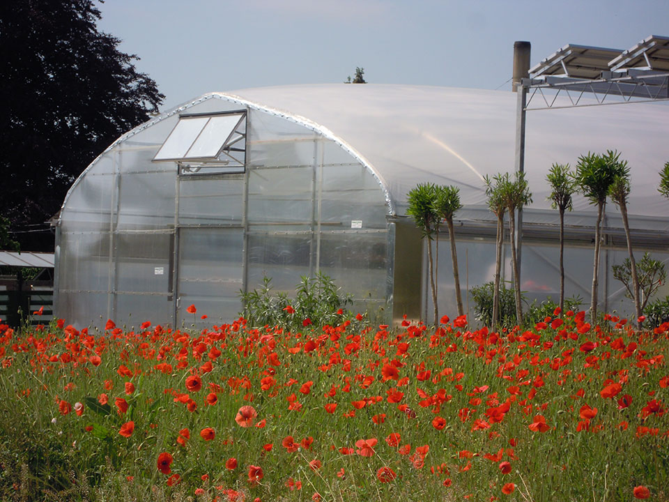 Kübelpflanzen, Pflanzen und Blumen überwintern