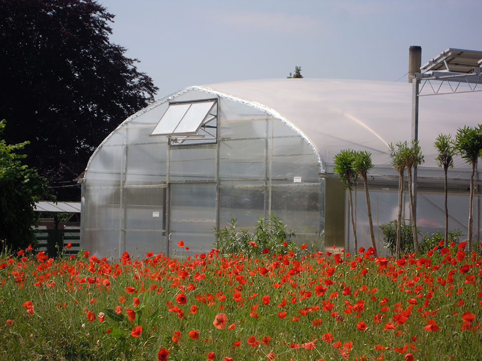 Kübelpflanzen, Pflanzen und Blumen überwintern