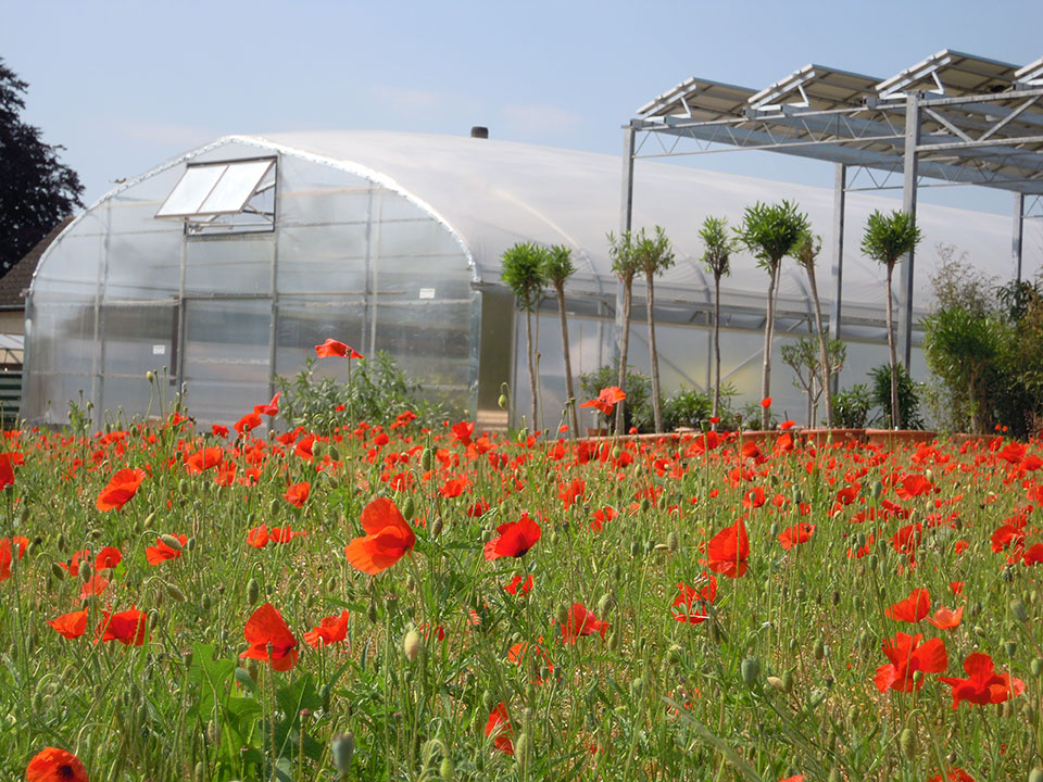 Kübelpflanzen, Pflanzen und Blumen überwintern