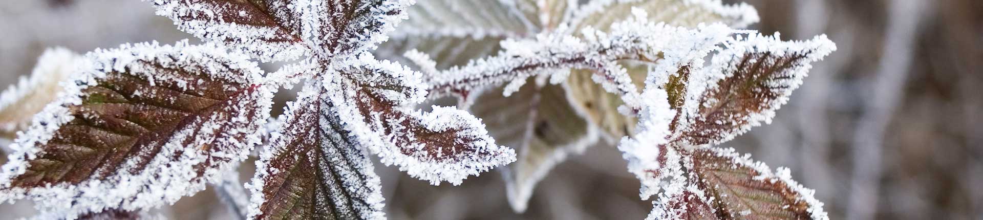 winter