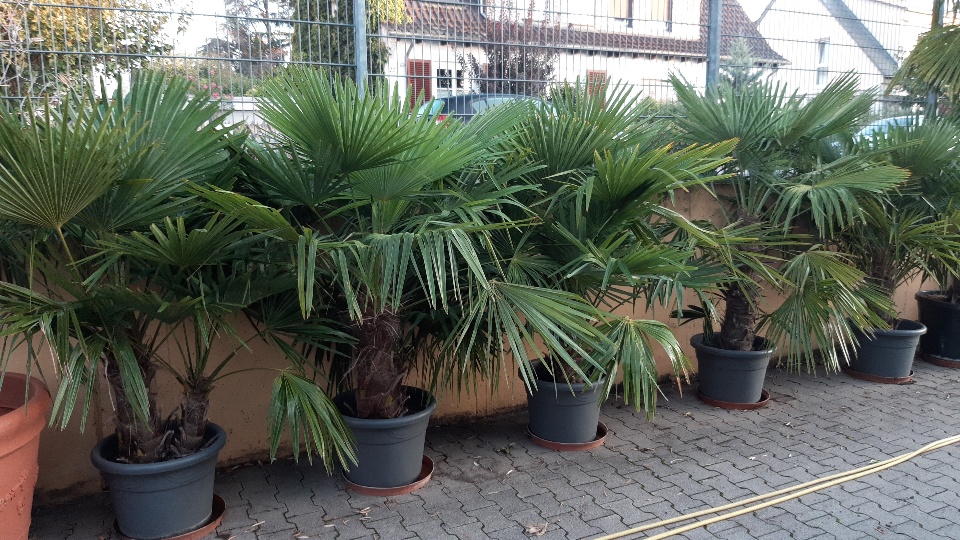 Palme